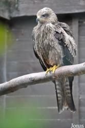 Hawk Conservancy Trust