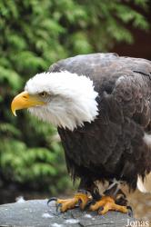 Hawk Conservancy Trust