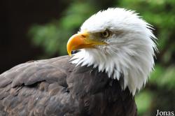 Hawk Conservancy Trust