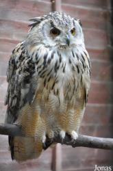 Bubo bubo yenisseensis