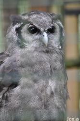 Hawk Conservancy Trust