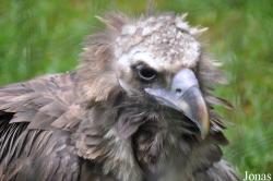 Hawk Conservancy Trust