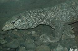 Varanus bengalensis