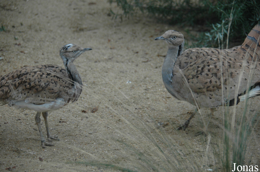 Ménagerie du Jardin des Plantes