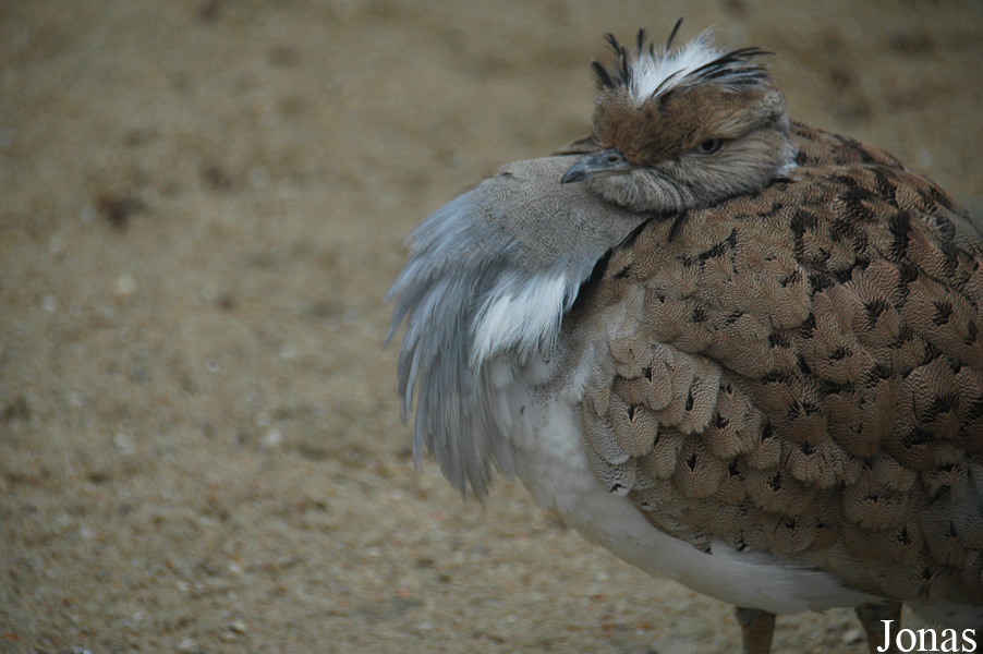 Ménagerie du Jardin des Plantes