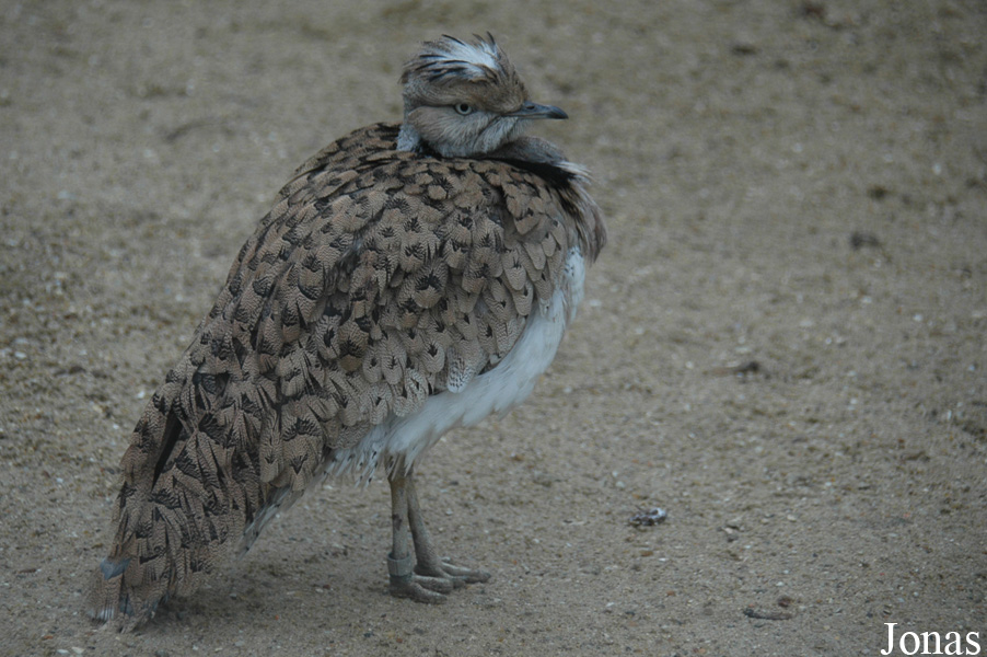 Ménagerie du Jardin des Plantes