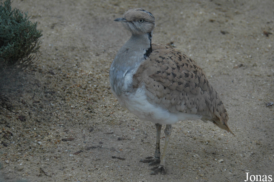 Ménagerie du Jardin des Plantes