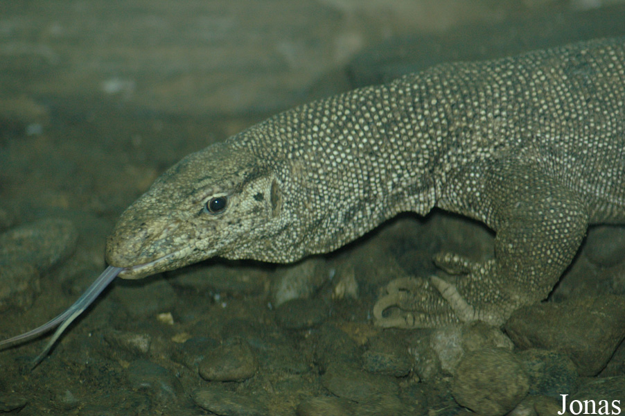 Chengdu Zoo