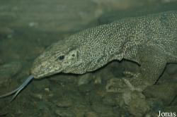 Chengdu Zoo