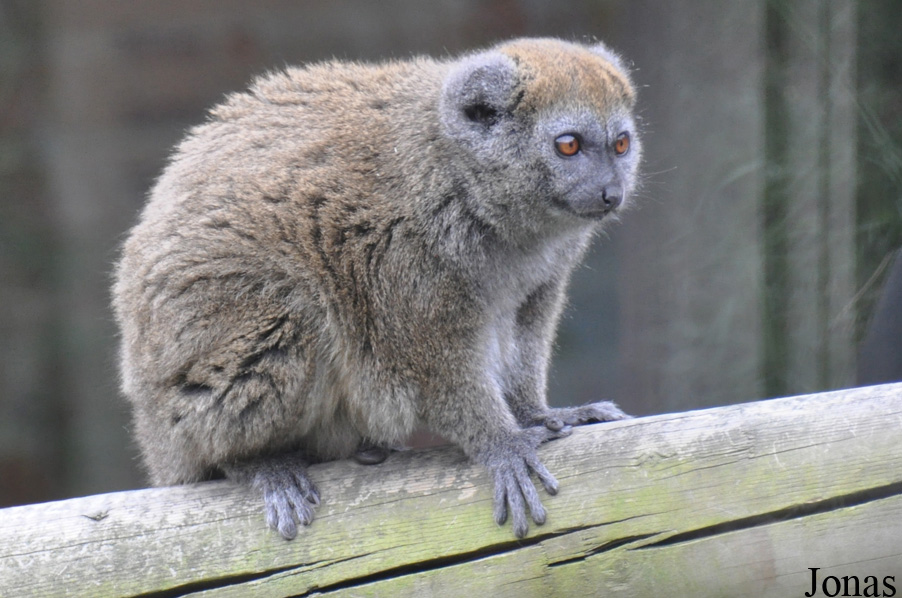 Marwell Wildlife