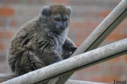 Marwell Wildlife