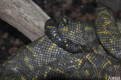 Corallus ruschenbergerii
