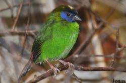 Birdworld