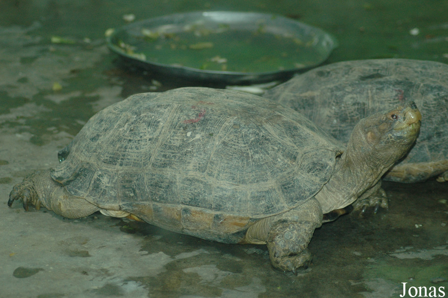 Chengdu Zoo