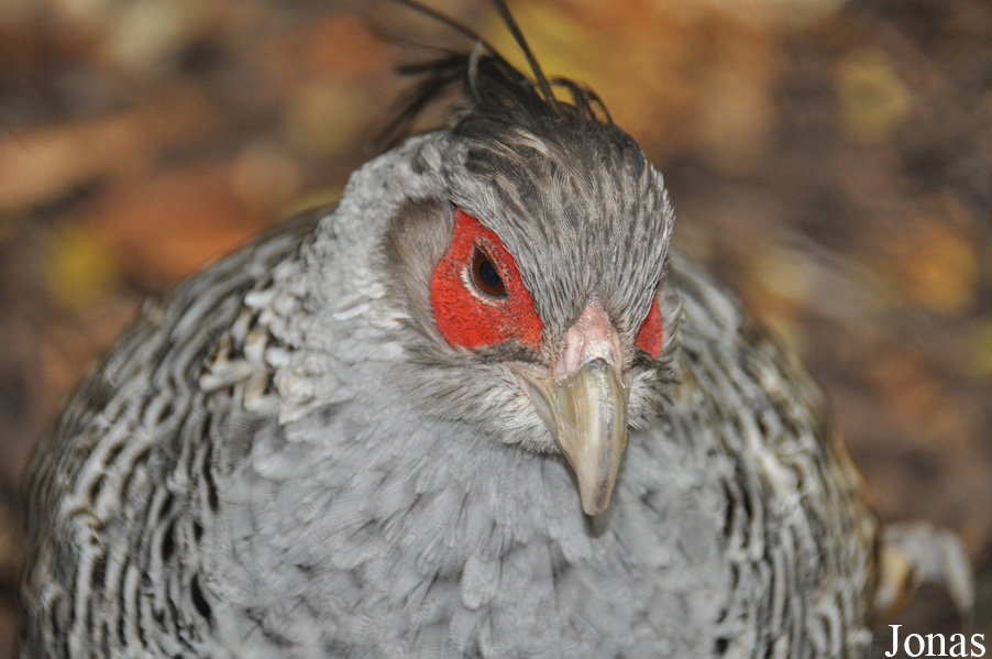 Birdworld