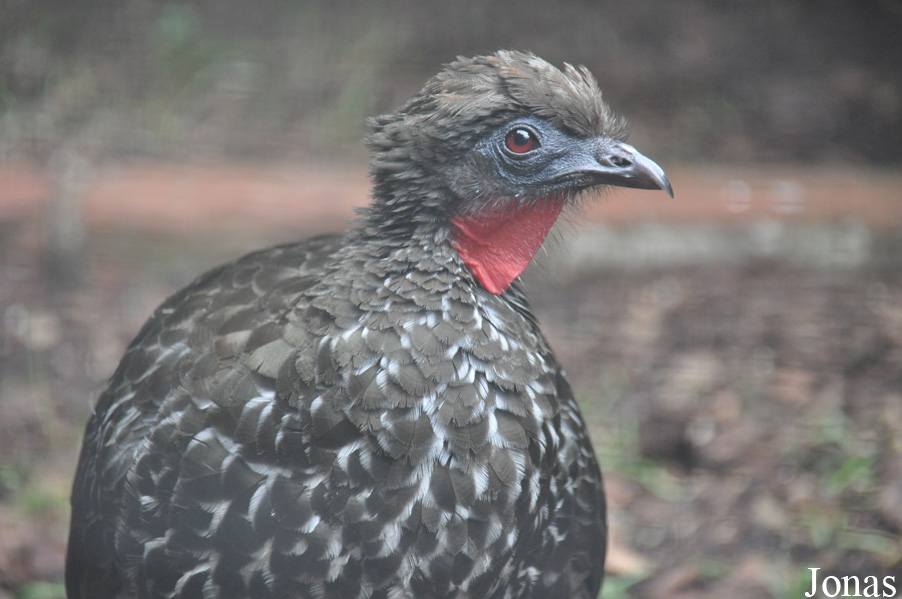 Birdworld