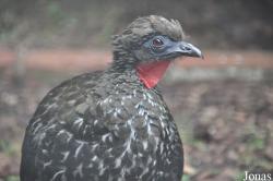 Birdworld