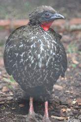 Birdworld