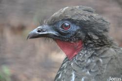 Birdworld