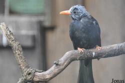 Birdworld