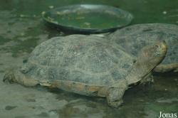 Chengdu Zoo