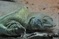 Apalone ferox