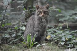 Wildwood Trust