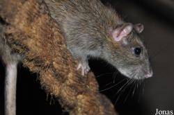 Wildwood Trust