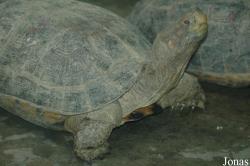 Chengdu Zoo