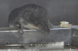 Soricinae