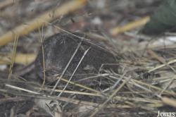 Sorex minutus