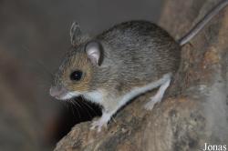 Apodemus sylvaticus