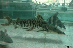 Chengdu Zoo