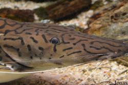 Siluriformes