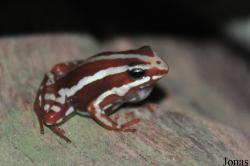 Epipedobates anthonyi