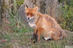Vulpes vulpes vulpes