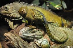 Cebuella pygmaea pygmaea
