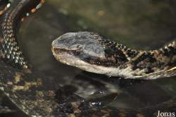 Agkistrodon piscivorus conanti