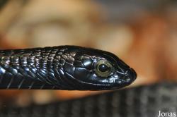 Dispholidus typus