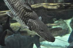 Pseudoplatystoma fasciatum