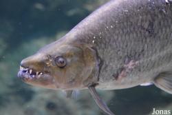Hydrocynus goliath