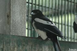 Chengdu Zoo