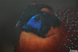 Tragopan temminckii