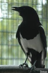 Chengdu Zoo