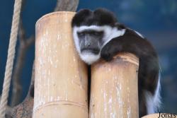 Colobus guereza matschiei