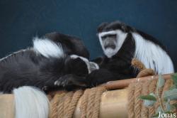 Skansen