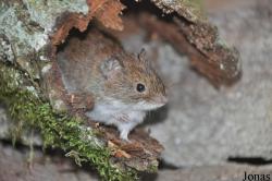 Microtus agrestis