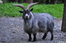 Skansen