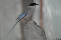 Cyanopica cyanus