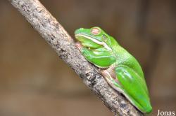 Skansen-Akvariet